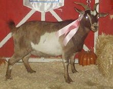 SMR Bambi